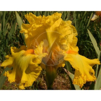 Amarillo Frills DSC_0203 vyrez